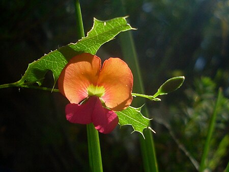 Tập_tin:Orange_Pea.jpg