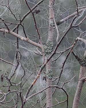 Orbweaver (Araneidae) Webs