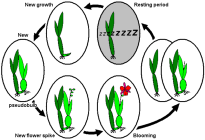 Cykl roczny storczyków sympodialnych z okresem spoczynkowym po kwitnieniu, np. Cycnoches ventricosum, Dendrobium nobile lub Laelia