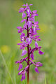 Großer Guggug (Orchis mascula)