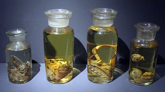 Òrgans interns dels dos últims gavots gegants. Museu Zoològic de Copenhaguen