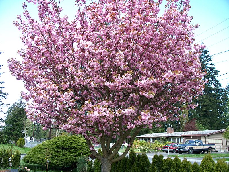 File:Ornamental Cherry Tree In Full Bloom.JPG