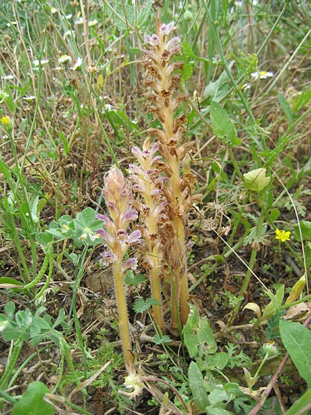 File:Orobanche pubescens- Chios - Greece.jpg