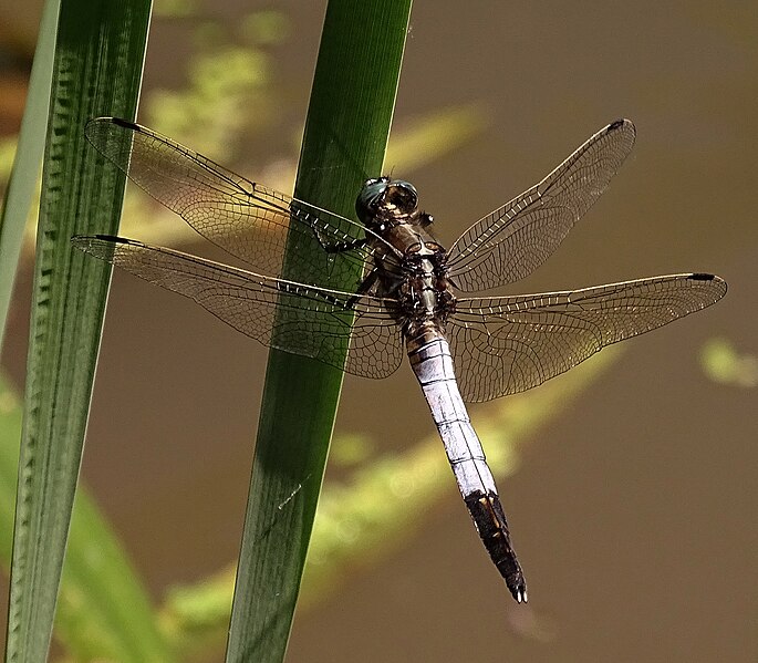 File:Orthetrum albistylum 1.jpg