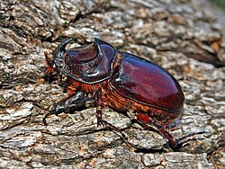 Oryctes nasicornis. Karldýr, séð frá hlið