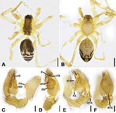 Description de l'image Otacilia zaoshiica (10.3897-zookeys.979.56273) Figure 18.jpg.