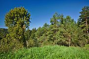 Čeština: Přírodní památka Lhotské jalovce a stěny, okres Blansko