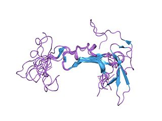 Neuregulin Family of four EGF proteins