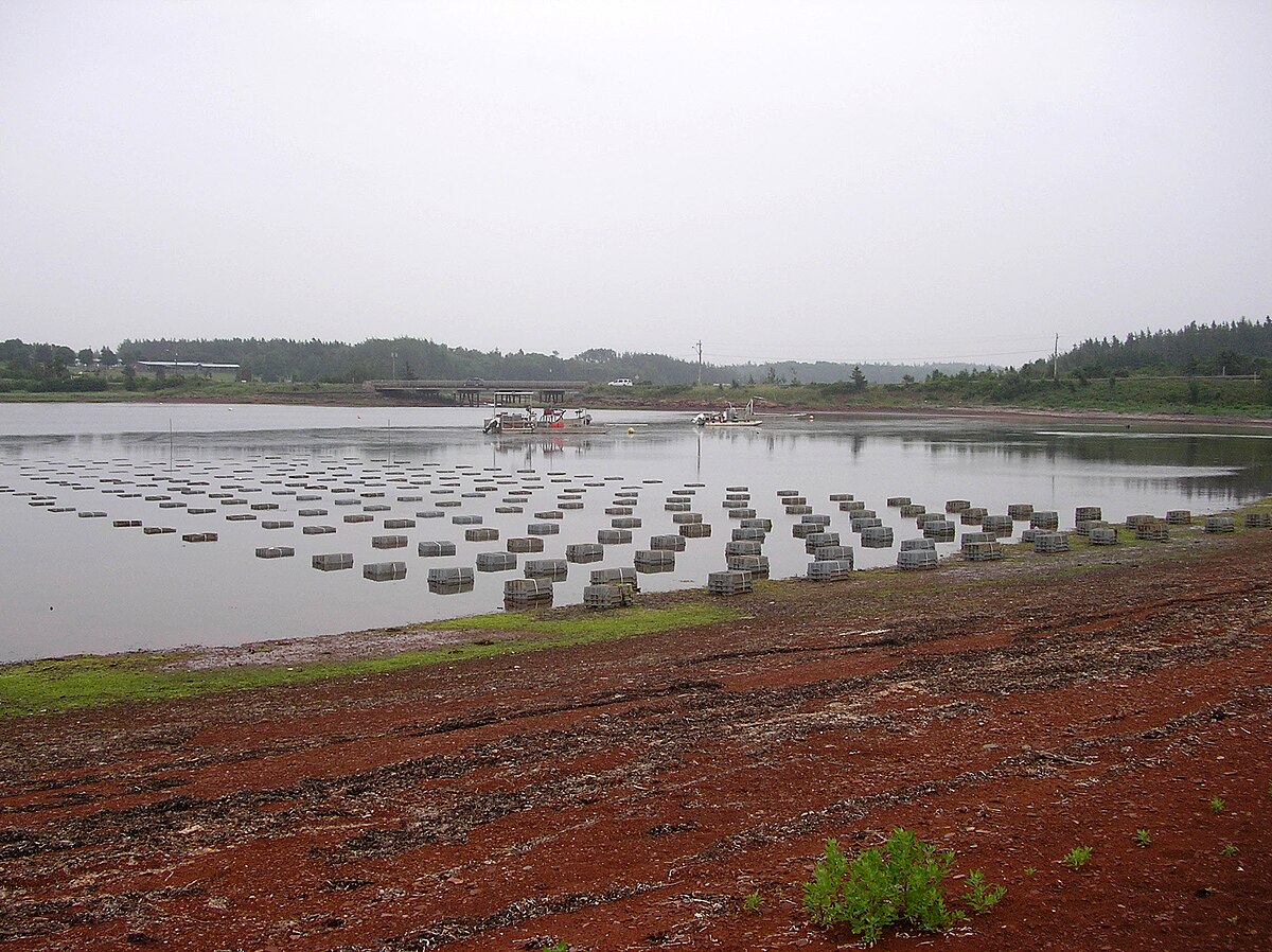 File:PEI oyster farm 06.JPG - Wikimedia Commons