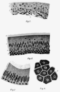 PSM V71 D112 Sections of four sorts of epithelium.png