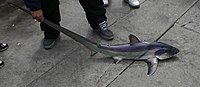 Small common thresher (A.  vulpinus) caught at Pacifica Pier, California Pacifica thresher shark.jpg