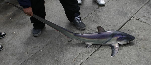 Small common thresher (A. vulpinus) caught at Pacifica Pier, California