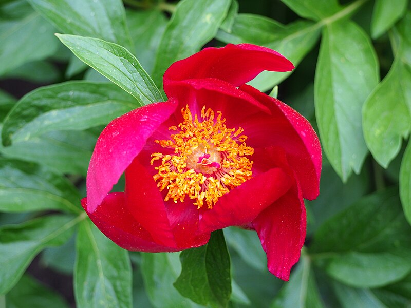 File:Paeonia peregrina Piwonia obca 2015-05-17 08.jpg