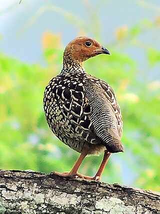 <span class="mw-page-title-main">Painted francolin</span> Species of bird