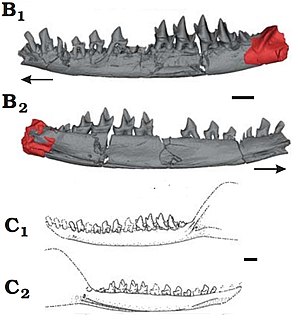 <i>Palaeoxonodon</i> Extinct genus of mammals