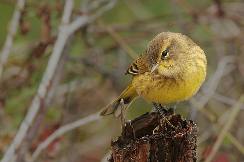 File:Palm Warbler.jpg