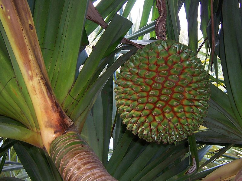 https://upload.wikimedia.org/wikipedia/commons/thumb/6/69/Pandanus_utilis_fruit.JPG/800px-Pandanus_utilis_fruit.JPG