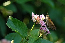 Panoquina ocola ocala skipper.jpg