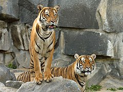 Hổ đực và hổ cái ở Tierpark