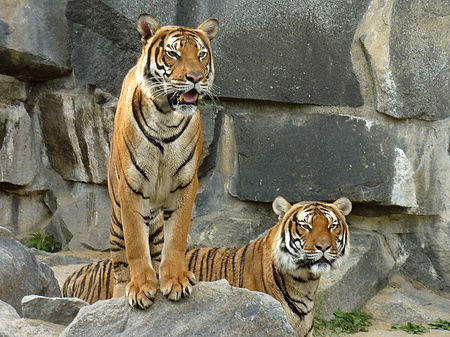 Tập_tin:Panthera_tigris_corbetti_(Tierpark_Berlin)_843-725-(118).jpg