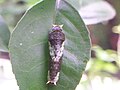 Papilio young larva.JPG