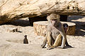 Hamadryas baboon