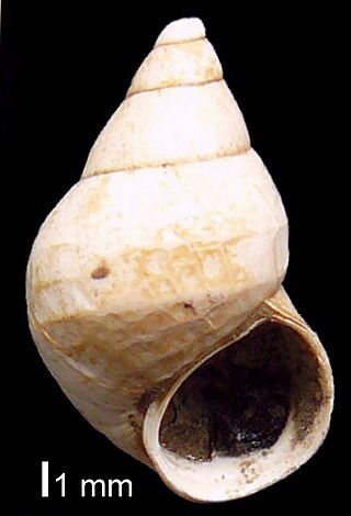 <i>Parafossarulus</i> Genus of gastropods