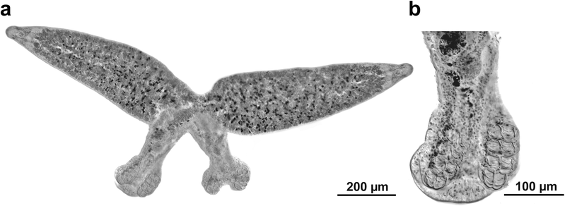 File:Parasite170100-fig1 Paradiplozoon hemiculteri (Monogenea, Diplozoidae).png