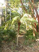 Pequeña palmera verde tierna en un entorno exótico.