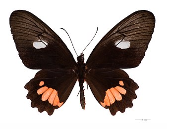 Museum specimen ♂ dorsal side