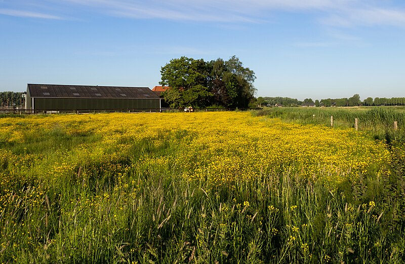 File:Park Lingezegen, boerderij met geelkleurig onkruid IMG 9265 2021-06-02 07.11.jpg