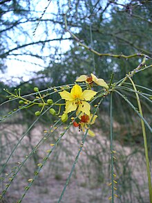 Parkinsonia.jpg