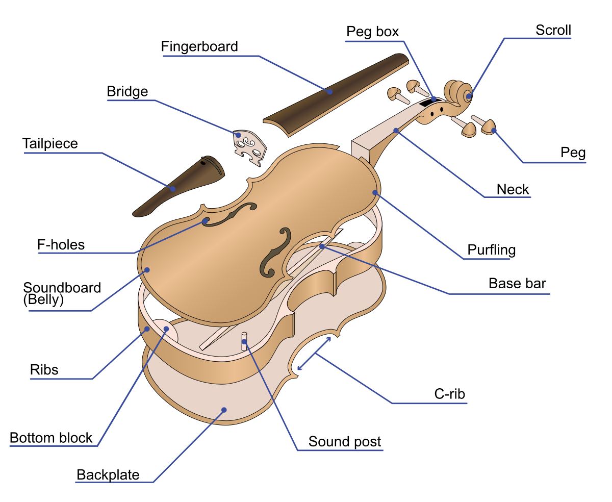 Корпус скрипки. Строение контрабаса схема. Строение смычка для скрипки. Из чего состоит виолончель. Строение виолончели.