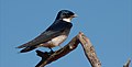 Pearl-breasted Swallow by CraigAdam (cropped).jpg