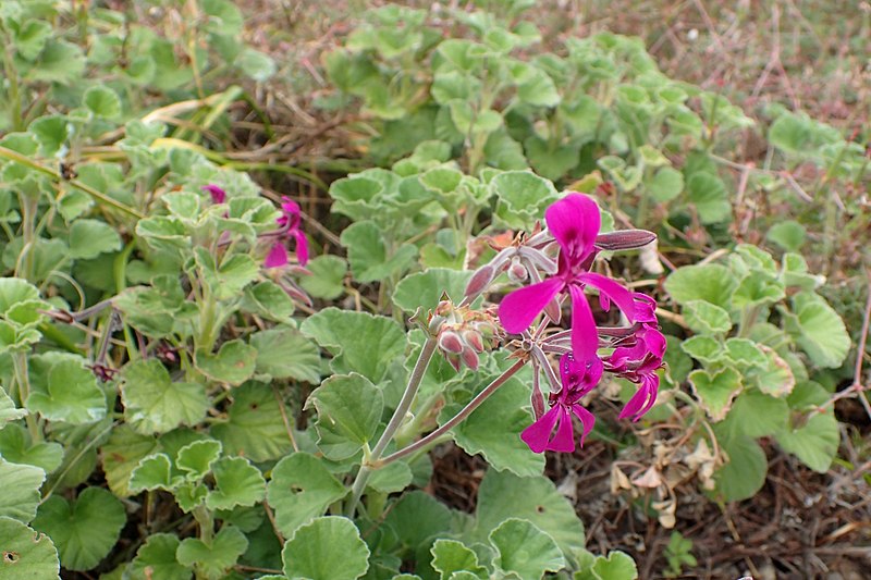 File:Pelargonium reniforme 02.jpg