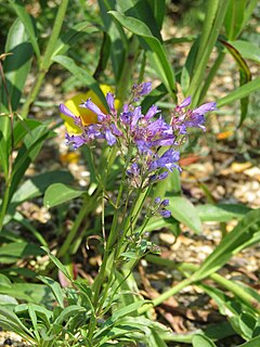 Description de l'image Penstemon gracilentus (9344395536).jpg.