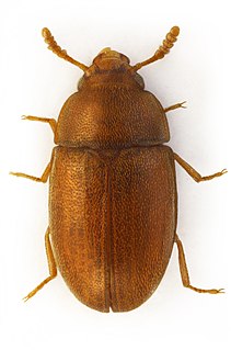 <i>Pentaphyllus</i> genus of insects
