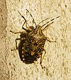 A stink bug, the natural prey of the spiny bark mantis. Pentatomidae spec.jpg