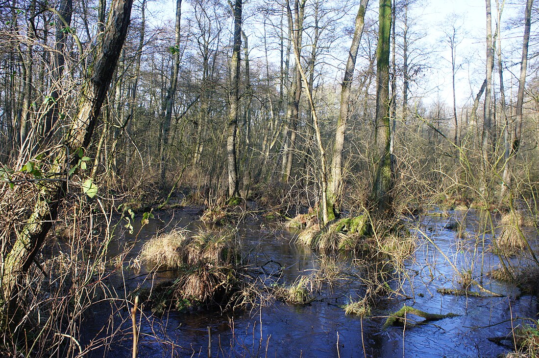 Pestruper Moor