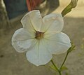 White Petunia axillaris