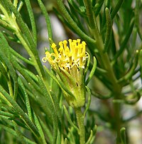 Peucephyllum schottii 5