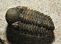 * Nomination Trilobita sp. fossil --ComputerHotline 08:47, 5 March 2013 (UTC) * Decline No id. Biopics 16:46, 7 March 2013 (UTC)