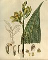 Phaius flavus (as syn. Bletia woodfordii) plate 2719 in: Curtis's Bot. Magazine (Orchidaceae), vol. 54, (1827)