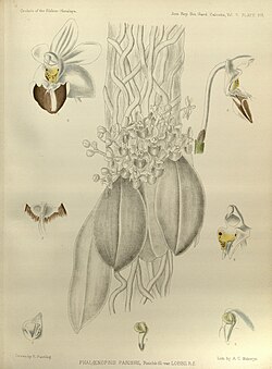 Phalaenopsis lobbii ботанічна ілюстрація із книги G. King and R. Pantling «The Orchids of the Sikkim-Himalaya» 1898 г.