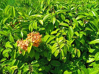 <i>Phanera coccinea</i> Species of plant