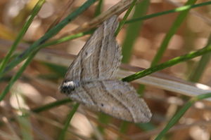 Phibalapteryx virgata.jpg