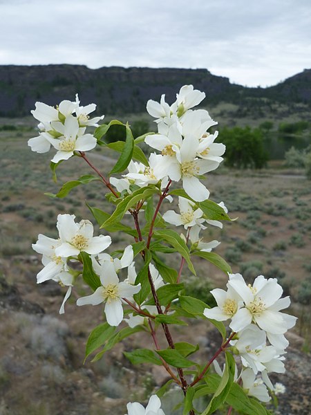 File:Philadelphus lewisii 5.jpg