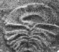 Photo of "Archaeaspinus fedonkini" fossil Ivantsov 2007.png