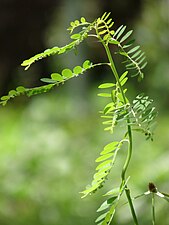 Stonebreaker, Seed-under-leaf (Phyllanthus sp.)