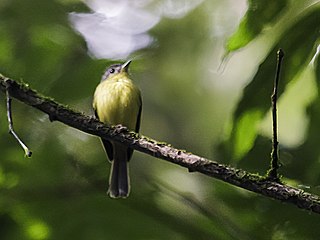 Antioquia bristle tyrant Species of bird